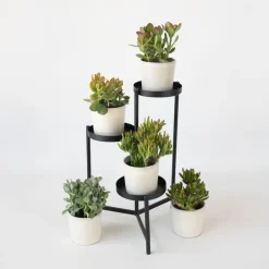 Plant in a Box Jadeplant - Set van 2 - Crassula arborescens 'Curly' - Pot 12 cm New