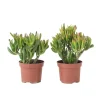 Plant in a Box Jadeplant - Set van 2 - Crassula ovata 'Hobbit' - Hoogte 10-20cm - ⌀12cm Hot