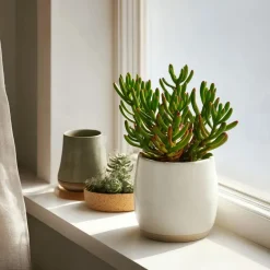 Plant in a Box Jadeplant - Set van 2 - Crassula ovata 'Hobbit' - Hoogte 10-20cm - ⌀12cm Hot