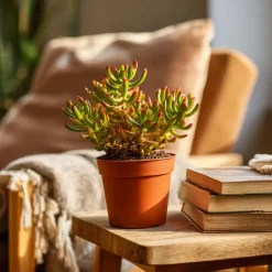 Plant in a Box Jadeplant - Set van 2 - Crassula ovata 'Hobbit' - Hoogte 10-20cm - ⌀12cm Hot