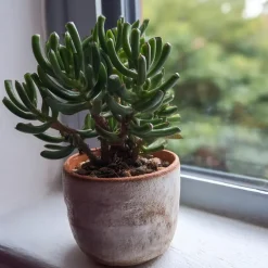 Plant in a Box Jadeplant - Set van 2 - Crassula ovata 'Hobbit' - Hoogte 10-20cm - ⌀12cm Hot