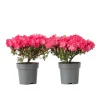 Plant in a Box Japanse azalea - Set van 2 - Rhododendron 'Anouk' - Hoogte 25-40cm - ⌀17cm Online