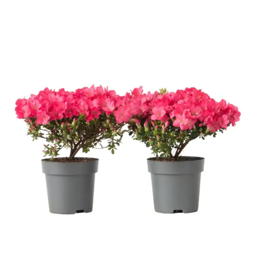 Plant in a Box Japanse azalea - Set van 2 - Rhododendron 'Anouk' - Hoogte 25-40cm - ⌀17cm Online