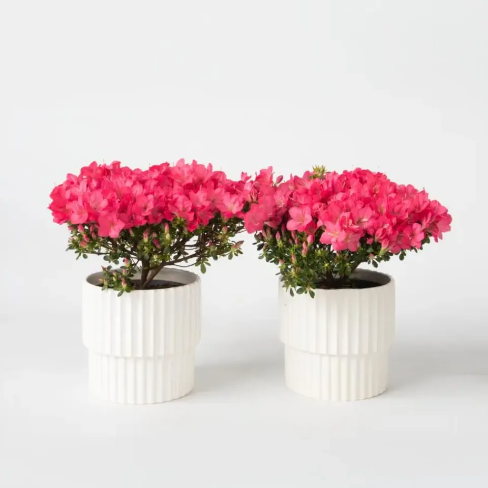 Plant in a Box Japanse azalea - Set van 2 - Rhododendron 'Anouk' - Hoogte 25-40cm - ⌀17cm Online