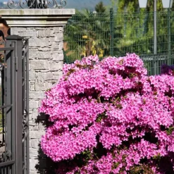 Plant in a Box Japanse azalea - Set van 2 - Rhododendron 'Anouk' - Hoogte 25-40cm - ⌀17cm Online