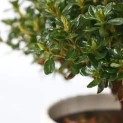 Plant in a Box Japanse azalea - Set van 2 - Rhododendron 'Anouk' - Hoogte 25-40cm - ⌀17cm Online