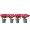 Plant in a Box Japanse azalea - Set van 4 - Rhododendron 'Anouk' - Hoogte 25-40cm - ⌀17cm Discount
