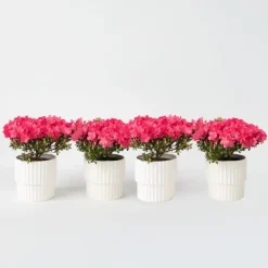 Plant in a Box Japanse azalea - Set van 4 - Rhododendron 'Anouk' - Hoogte 25-40cm - ⌀17cm Discount