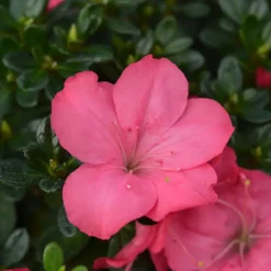 Plant in a Box Japanse azalea - Set van 4 - Rhododendron 'Anouk' - Hoogte 25-40cm - ⌀17cm Discount