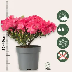 Plant in a Box Japanse azalea - Set van 4 - Rhododendron 'Anouk' - Hoogte 25-40cm - ⌀17cm Discount