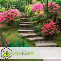 Plant in a Box Japanse azalea - Set van 4 - Rhododendron 'Anouk' - Hoogte 25-40cm - ⌀17cm Discount