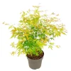 Plant in a Box Japanse Esdoorn - Acer palmatum 'Orange Lace' - Hoogte 60-70cm - ⌀19cm Discount