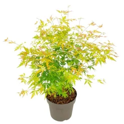 Plant in a Box Japanse Esdoorn - Acer palmatum 'Orange Lace' - Hoogte 60-70cm - ⌀19cm Discount