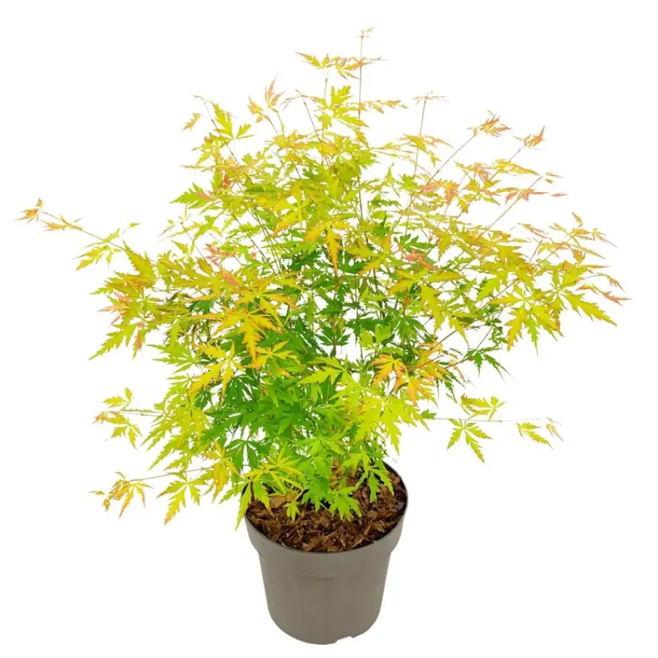 Plant in a Box Japanse Esdoorn - Acer palmatum 'Orange Lace' - Hoogte 60-70cm - ⌀19cm Discount