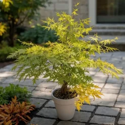 Plant in a Box Japanse Esdoorn - Acer palmatum 'Orange Lace' - Hoogte 60-70cm - ⌀19cm Discount