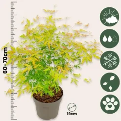Plant in a Box Japanse Esdoorn - Acer palmatum 'Orange Lace' - Hoogte 60-70cm - ⌀19cm Discount