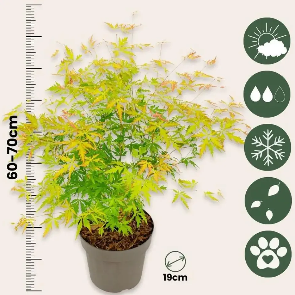 Plant in a Box Japanse Esdoorn - Acer palmatum 'Orange Lace' - Hoogte 60-70cm - ⌀19cm Discount