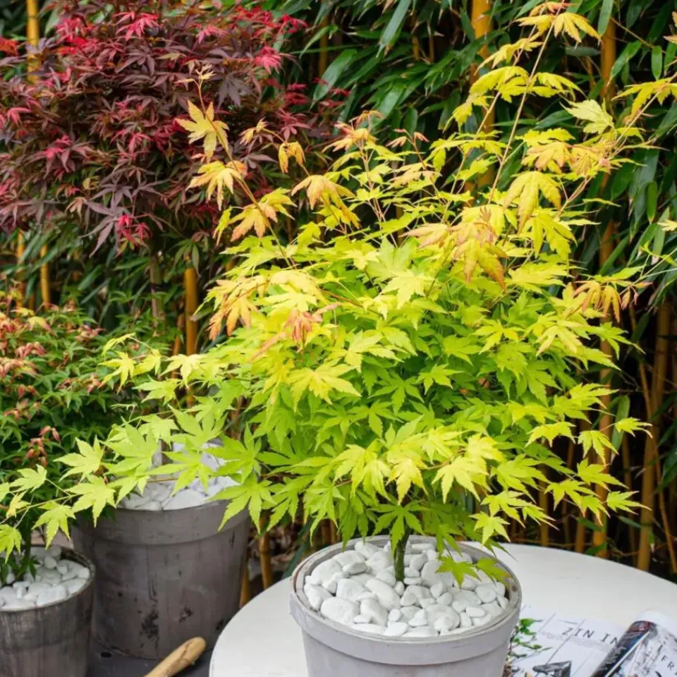 Plant in a Box Japanse Esdoorn - Acer palmatum 'Orange Lace' - Hoogte 60-70cm - ⌀19cm Discount