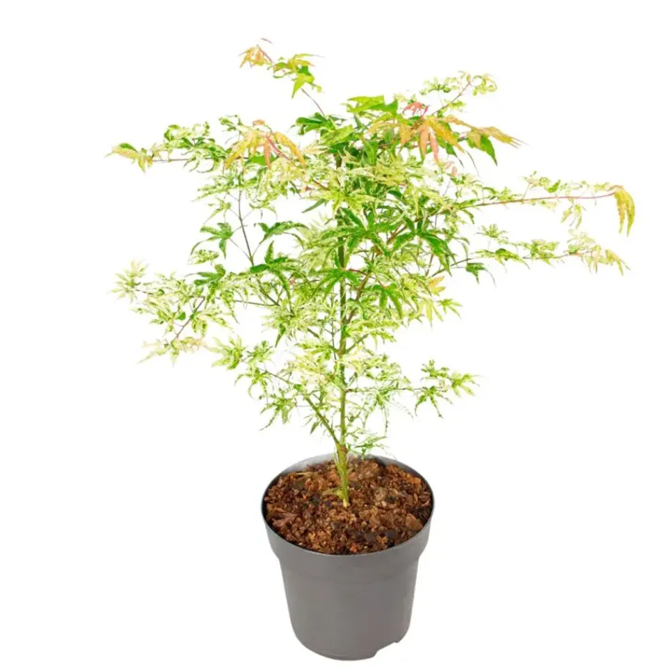 Plant in a Box Japanse Esdoorn - Acer palmatum 'Ukigumo' - Hoogte 50-60cm - ⌀19cm Hot