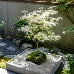 Plant in a Box Japanse Esdoorn - Acer palmatum 'Ukigumo' - Hoogte 50-60cm - ⌀19cm Hot
