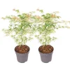 Plant in a Box Japanse Esdoorn - Set van 2 - Acer palmatum 'Ukigumo' - Hoogte 50-60cm - ⌀19cm