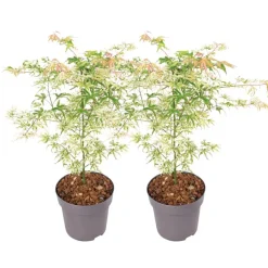 Plant in a Box Japanse Esdoorn - Set van 2 - Acer palmatum 'Ukigumo' - Hoogte 50-60cm - ⌀19cm
