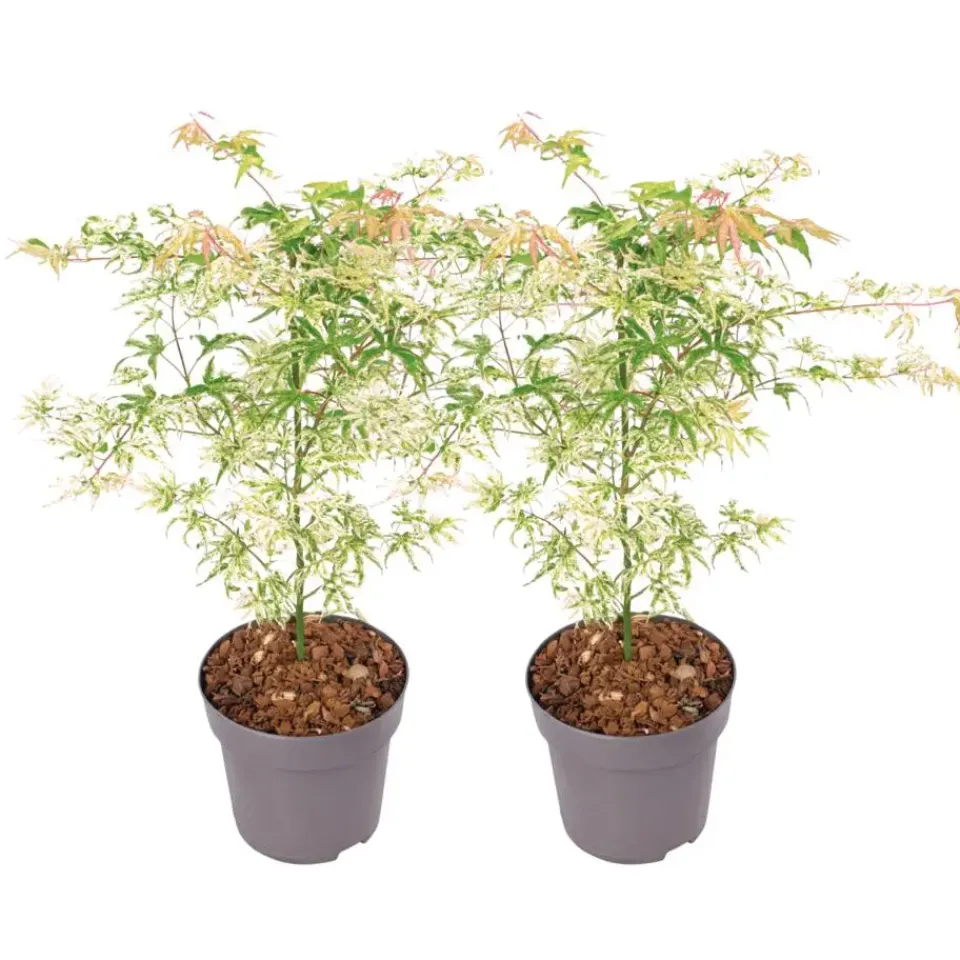 Plant in a Box Japanse Esdoorn - Set van 2 - Acer palmatum 'Ukigumo' - Hoogte 50-60cm - ⌀19cm