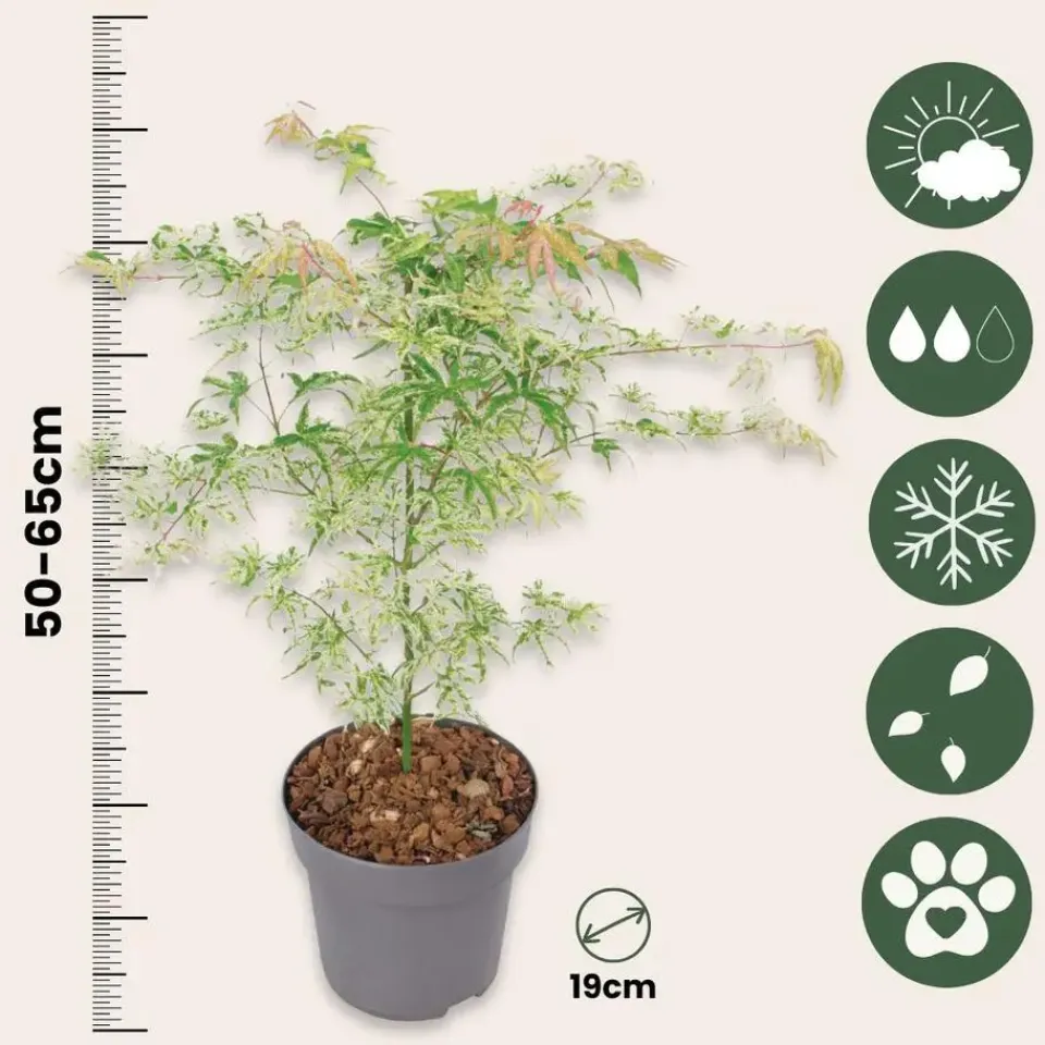 Plant in a Box Japanse Esdoorn - Set van 2 - Acer palmatum 'Ukigumo' - Hoogte 50-60cm - ⌀19cm