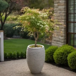 Plant in a Box Japanse Esdoorn - Set van 2 - Acer palmatum 'Ukigumo' - Hoogte 50-60cm - ⌀19cm