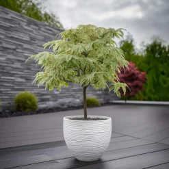 Plant in a Box Japanse Esdoorn - Set van 2 - Acer palmatum 'Ukigumo' - Hoogte 50-60cm - ⌀19cm