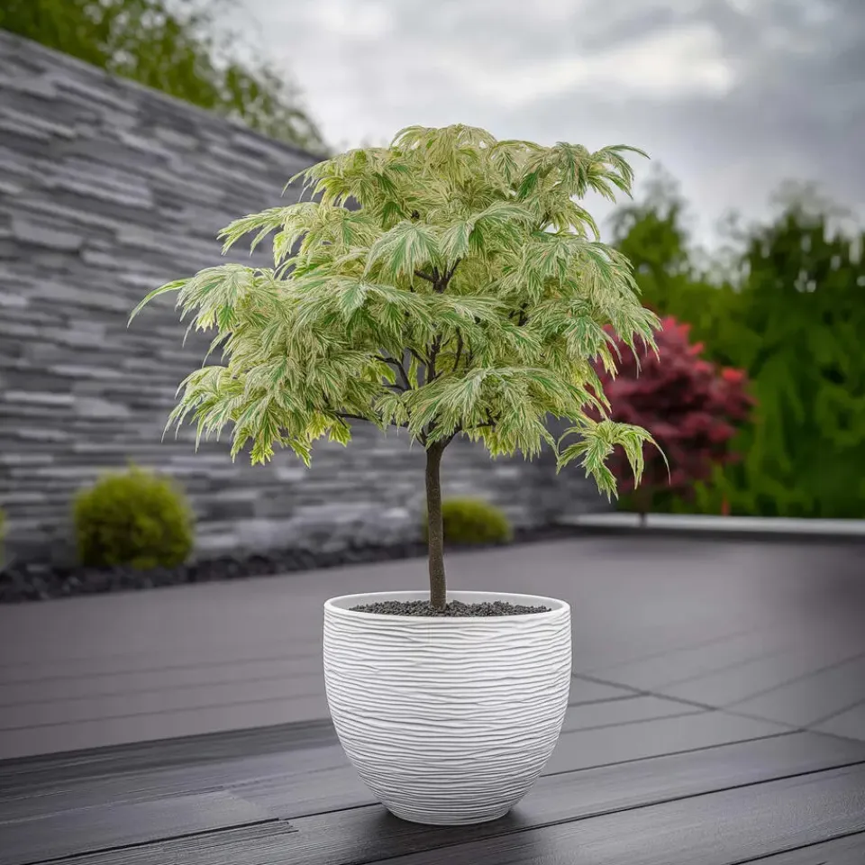Plant in a Box Japanse Esdoorn - Set van 2 - Acer palmatum 'Ukigumo' - Hoogte 50-60cm - ⌀19cm
