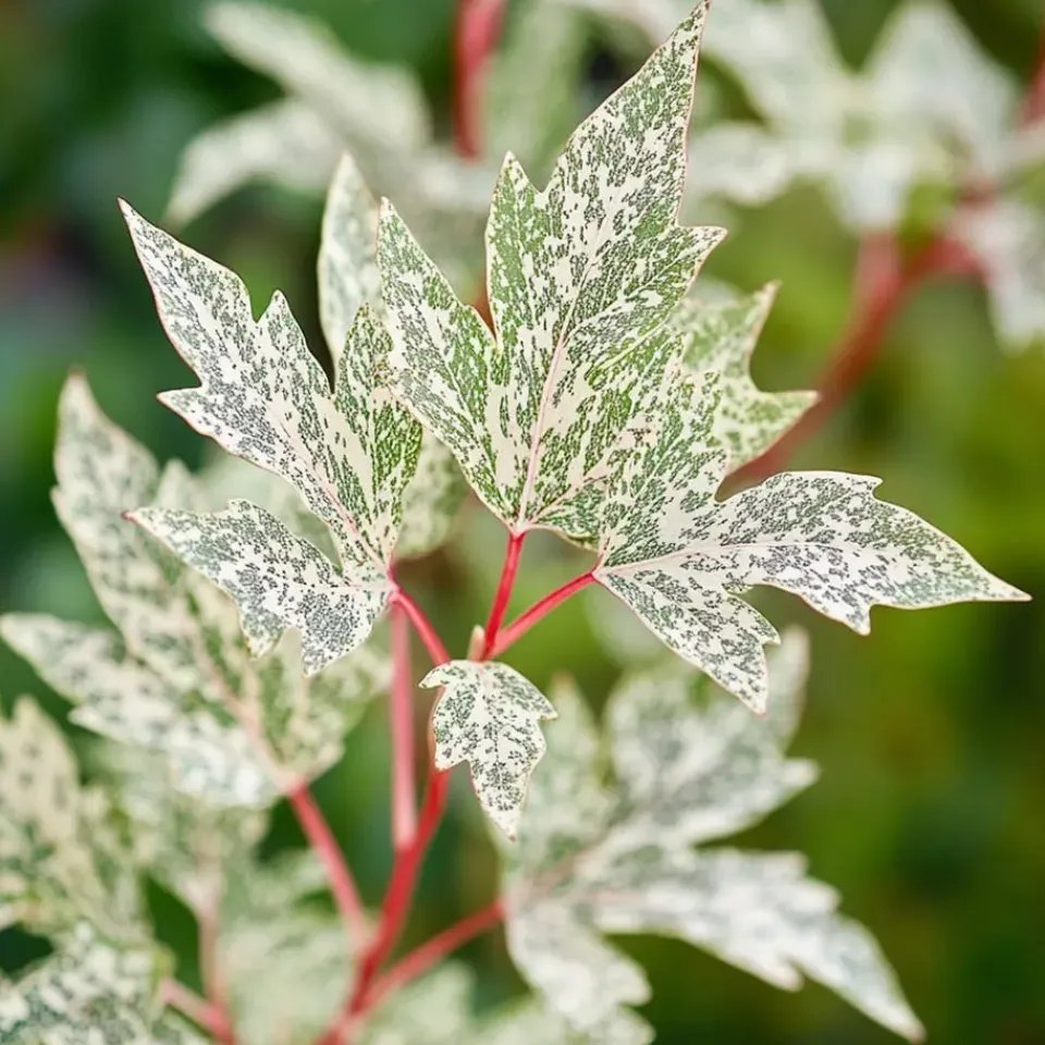 Plant in a Box Japanse Esdoorn - Set van 2 - Acer palmatum 'Ukigumo' - Hoogte 50-60cm - ⌀19cm
