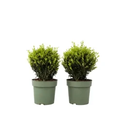 Plant in a Box Japanse hulst - Set van 2 - Ilex crenata 'Jenny' - Hoogte 30-40cm - ⌀17cm Clearance