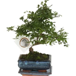 Plant in a Box Japanse lep - Zelkova serrata - Hoogte 20-25cm - ⌀15cm Outlet