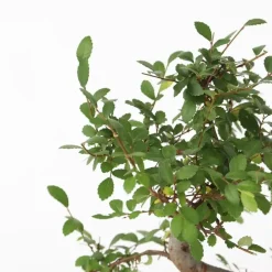 Plant in a Box Japanse lep - Zelkova serrata - Hoogte 20-25cm - ⌀15cm Outlet