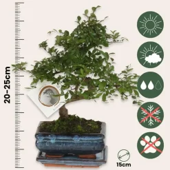 Plant in a Box Japanse lep - Zelkova serrata - Hoogte 20-25cm - ⌀15cm Outlet
