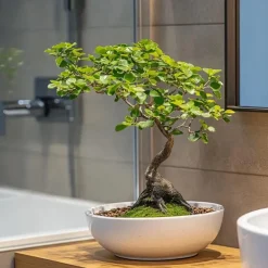 Plant in a Box Japanse lep - Zelkova serrata - Hoogte 20-25cm - ⌀15cm Outlet