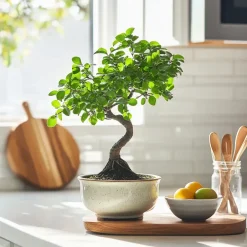 Plant in a Box Japanse lep - Zelkova serrata - Hoogte 20-25cm - ⌀15cm Outlet