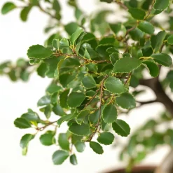 Plant in a Box Japanse lep - Zelkova serrata - Hoogte 20-25cm - ⌀15cm Outlet