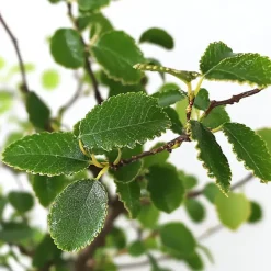 Plant in a Box Japanse lep - Zelkova serrata - Hoogte 20-25cm - ⌀15cm Outlet