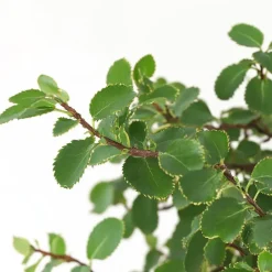 Plant in a Box Japanse lep - Zelkova serrata - Hoogte 20-25cm - ⌀15cm Outlet