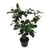 Plant in a Box Japanse Roos - Camellia japonica 'Bonomiana' - Hoogte 50-60cm - ⌀15cm Sale