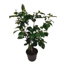 Plant in a Box Japanse Roos - Camellia japonica 'Bonomiana' - Hoogte 50-60cm - ⌀15cm Sale