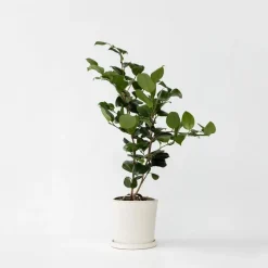 Plant in a Box Japanse Roos - Camellia japonica 'Bonomiana' - Hoogte 50-60cm - ⌀15cm Sale