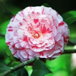 Plant in a Box Japanse Roos - Camellia japonica 'Bonomiana' - Hoogte 50-60cm - ⌀15cm Sale