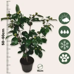 Plant in a Box Japanse Roos - Camellia japonica 'Bonomiana' - Hoogte 50-60cm - ⌀15cm Sale