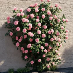 Plant in a Box Japanse Roos - Camellia japonica 'Bonomiana' - Hoogte 50-60cm - ⌀15cm Sale