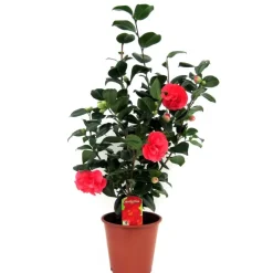 Plant in a Box Japanse Roos - Camellia japonica 'Lady Campbell' - Hoogte 60-70cm - ⌀19cm New