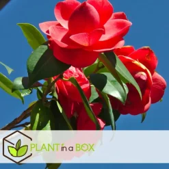 Plant in a Box Japanse Roos - Camellia japonica 'Lady Campbell' - Hoogte 60-70cm - ⌀19cm New