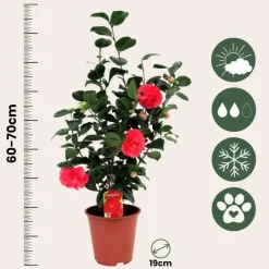 Plant in a Box Japanse Roos - Camellia japonica 'Lady Campbell' - Hoogte 60-70cm - ⌀19cm New